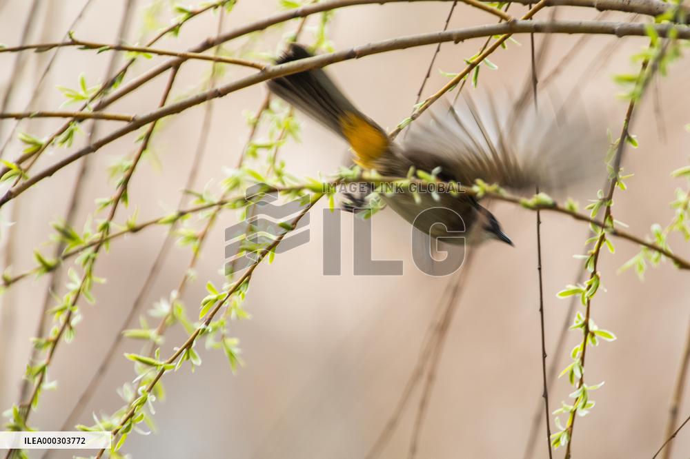 Bird Forages On A Willow Branch