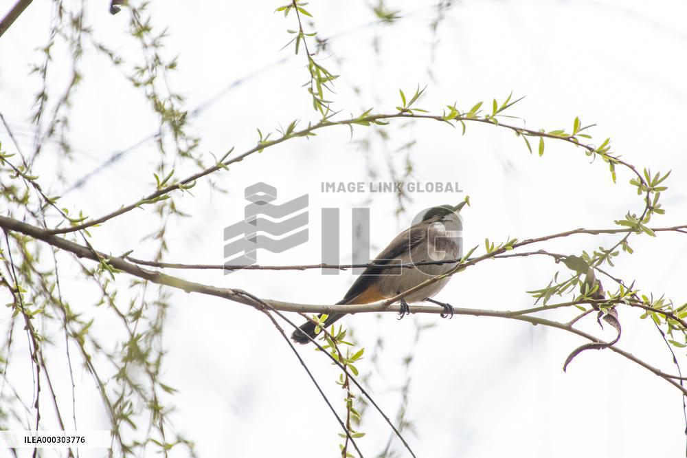 Bird Forages On A Willow Branch