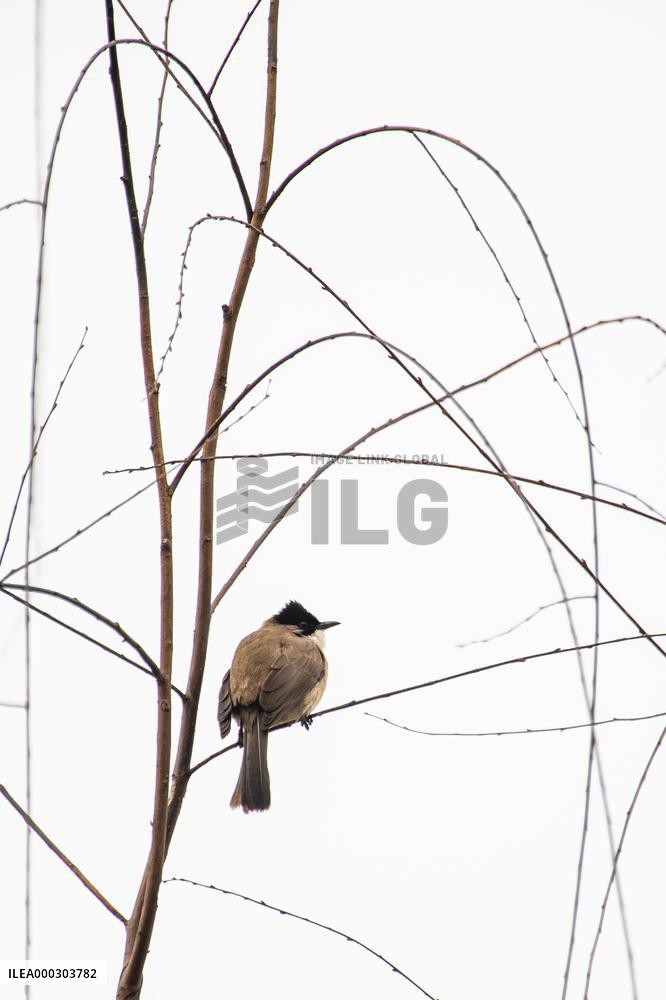 Bird Forages On A Willow Branch