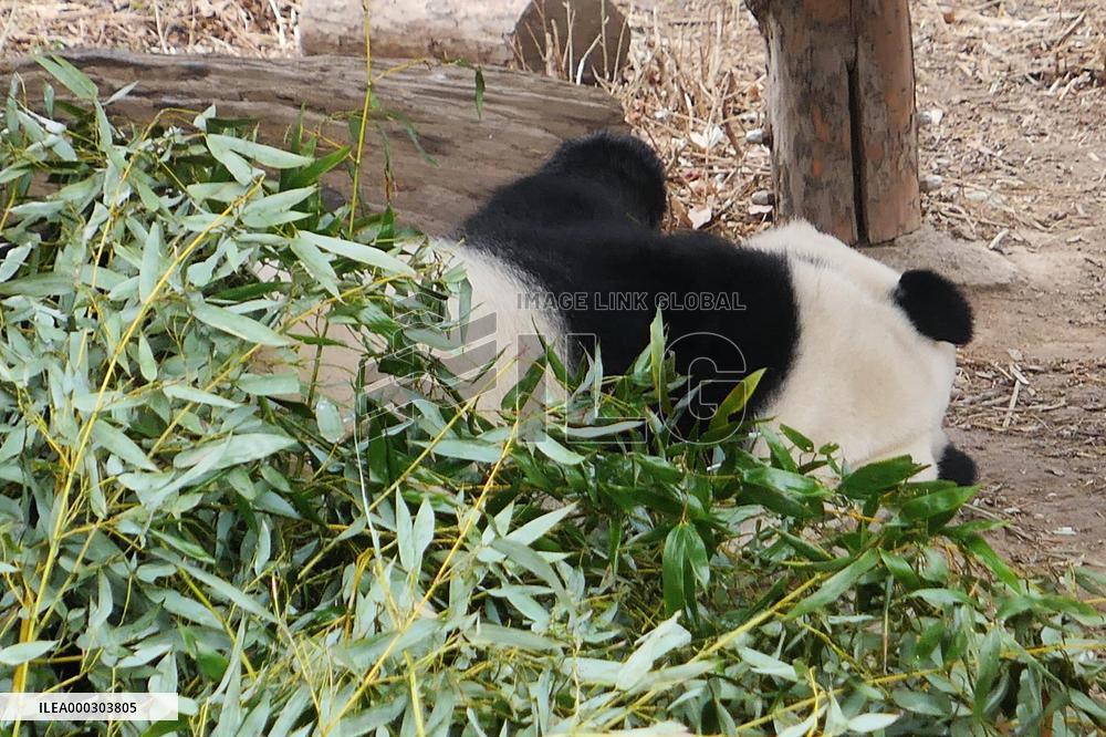 Panda Life