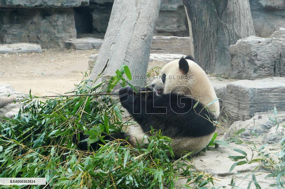 Panda Life