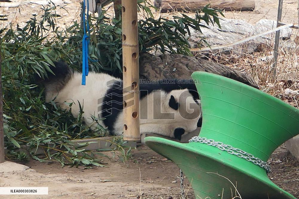Panda Life