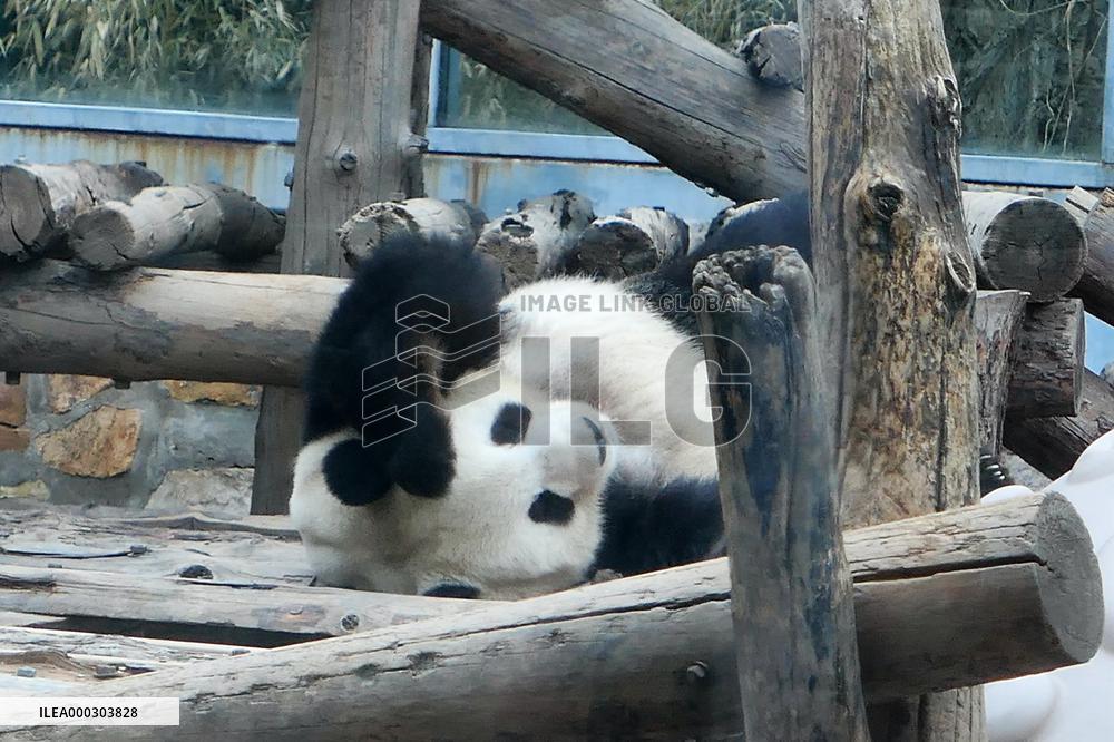 Panda Life