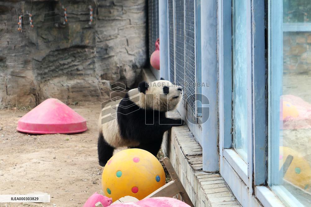 Panda Life