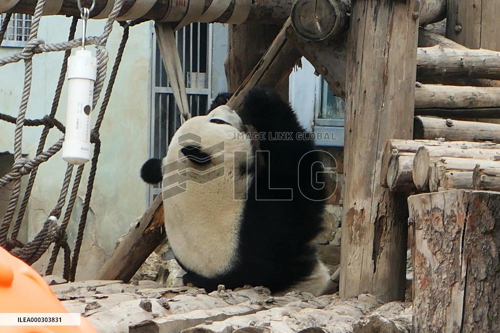 Panda Life