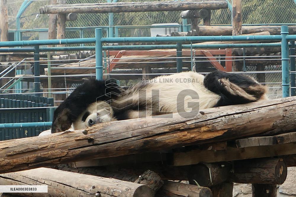 Panda Life
