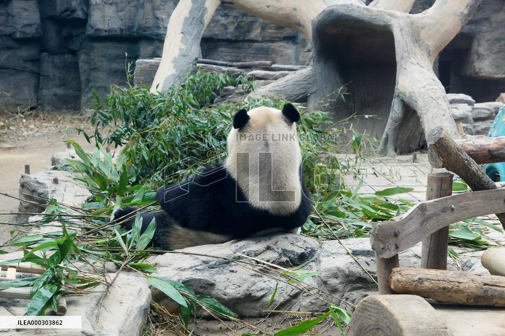 Panda Life
