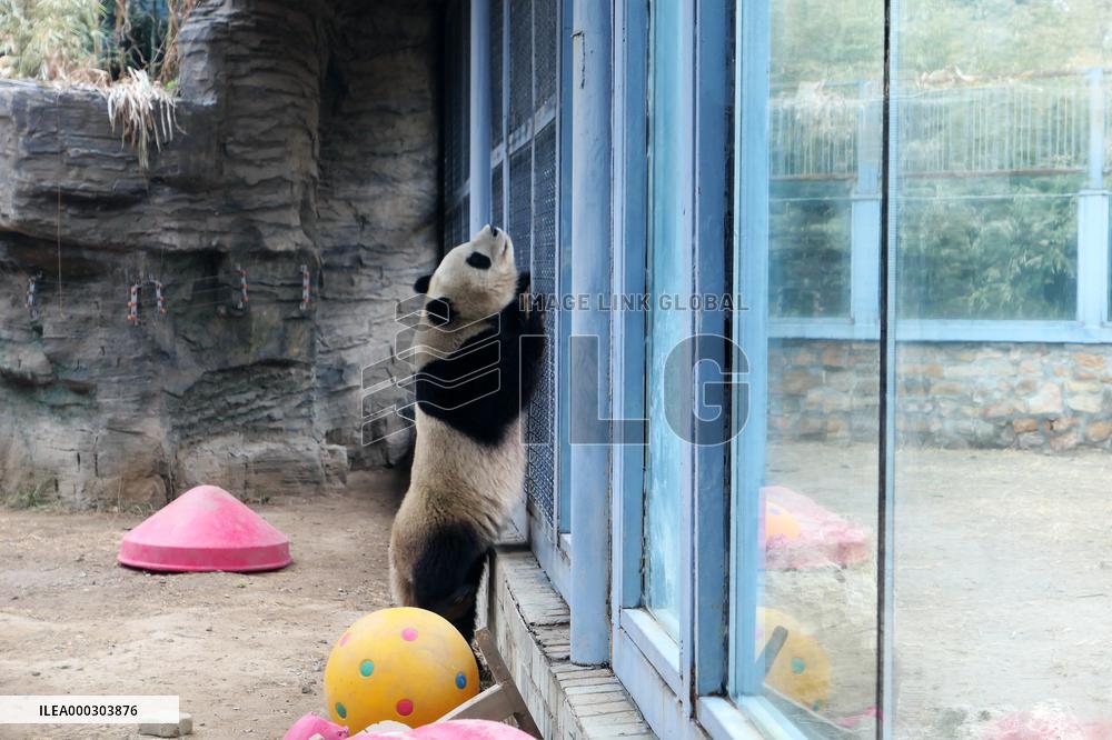 Panda Life