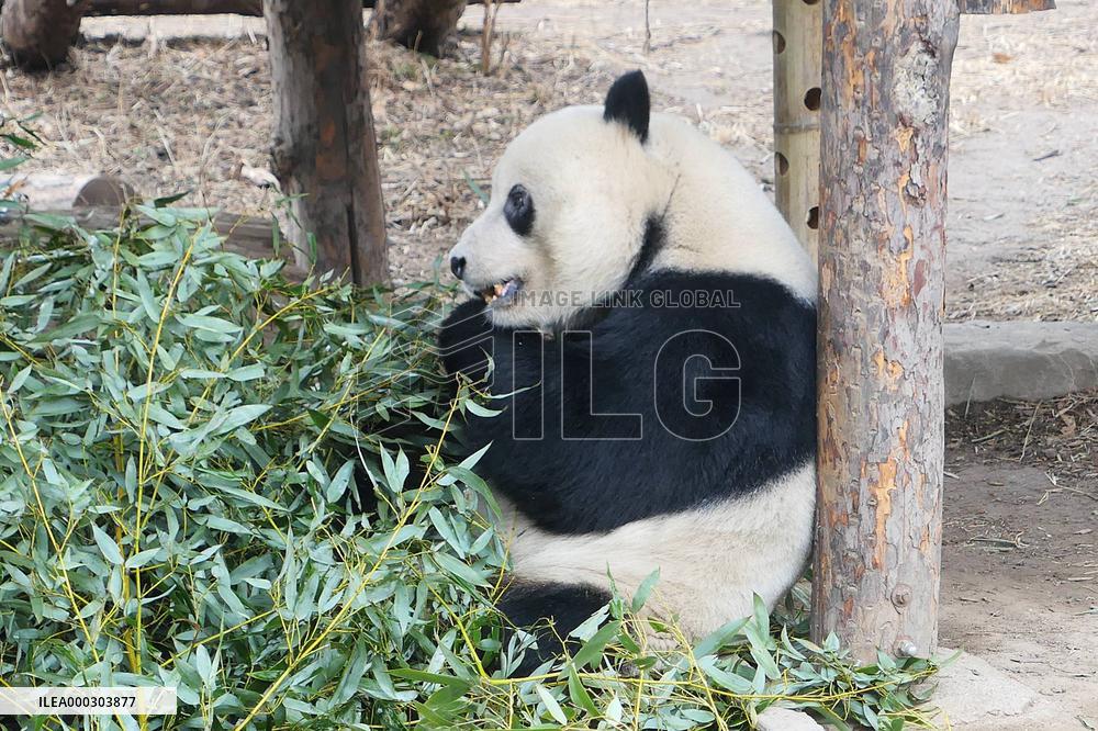 Panda Life