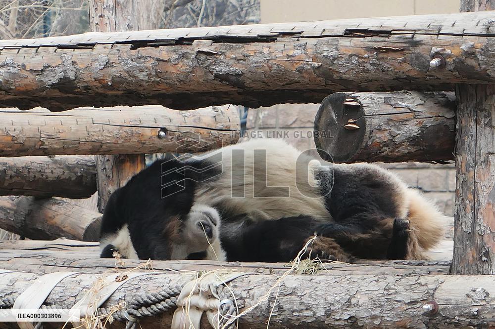 Panda Life