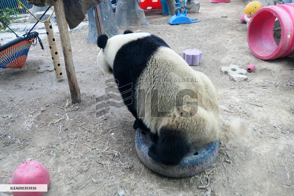 Panda Life
