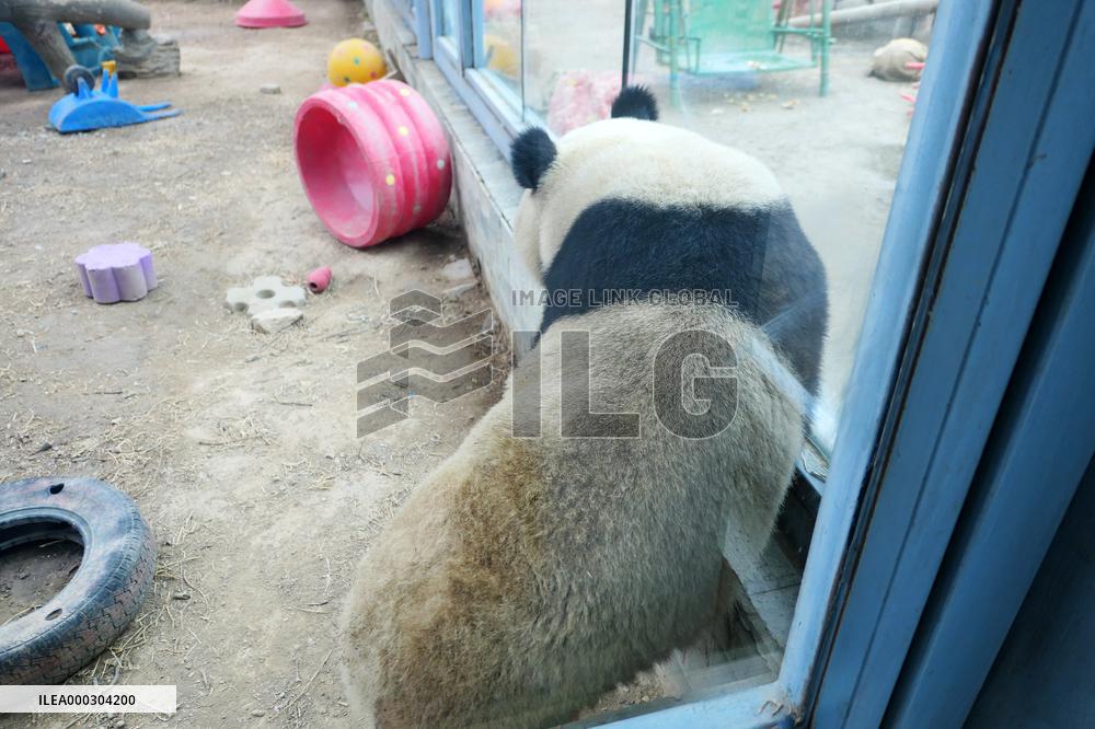 Panda Life