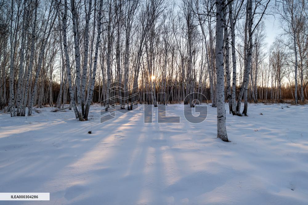 Birch Forest With Spring Snow