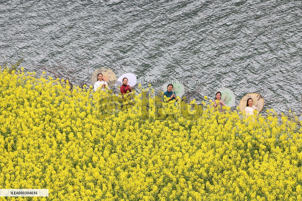 Rape Flowers Blooming Along The Banks of the Apeng River in Chon