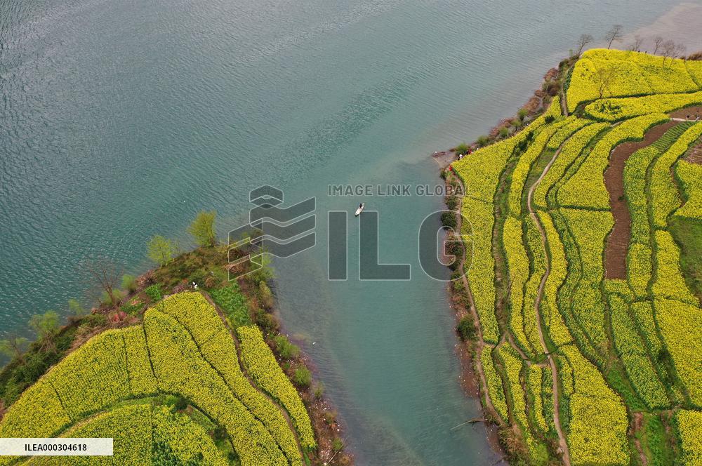 Rape Flowers Blooming Along The Banks of the Apeng River in Chon