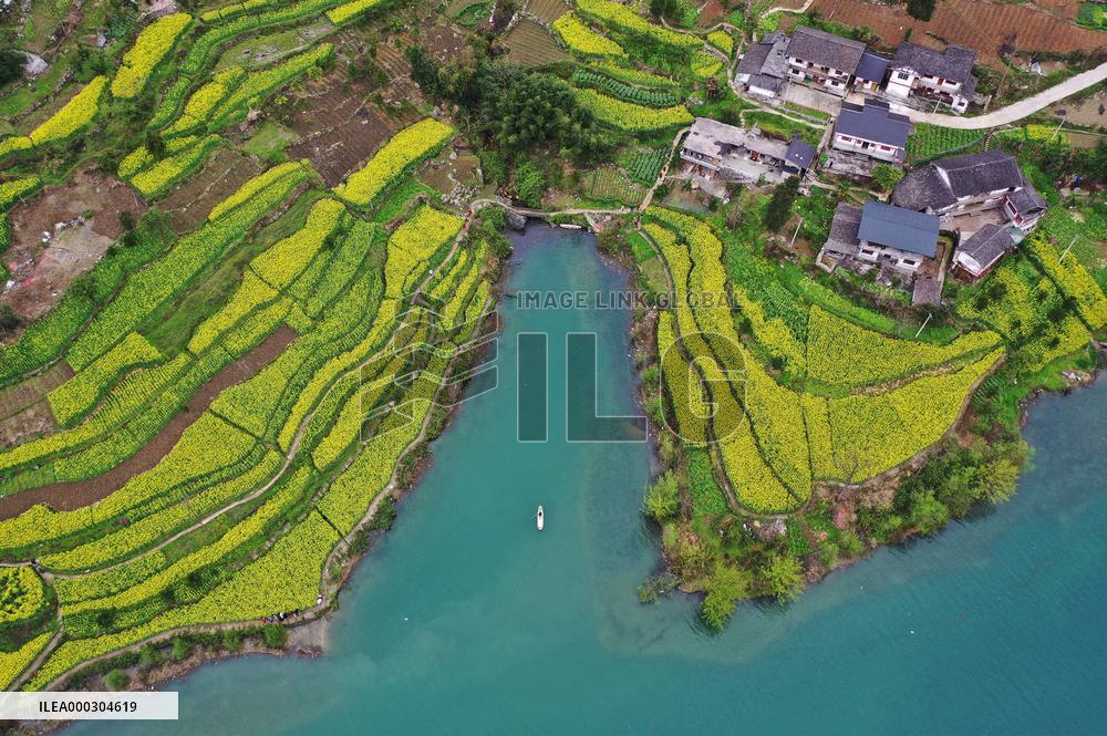 Rape Flowers Blooming Along The Banks of the Apeng River in Chon