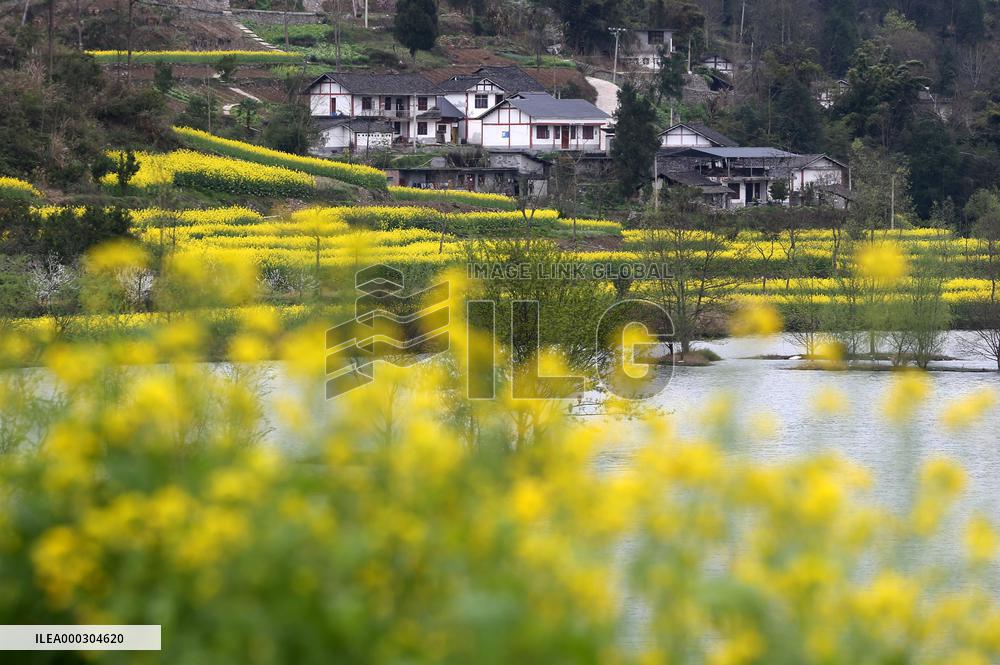 Rape Flowers Blooming Along The Banks of the Apeng River in Chon