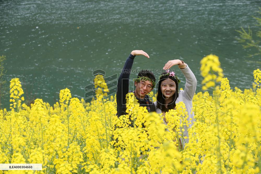 Rape Flowers Blooming Along The Banks of the Apeng River in Chon