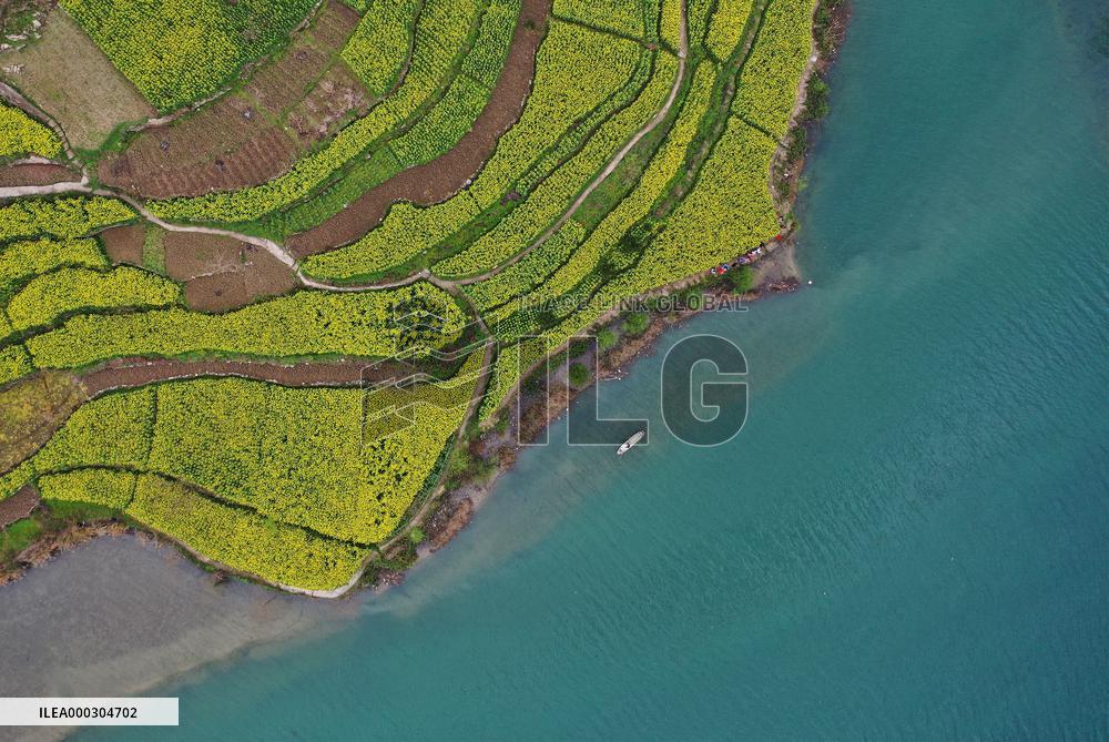 Rape Flowers Blooming Along The Banks of the Apeng River in Chon