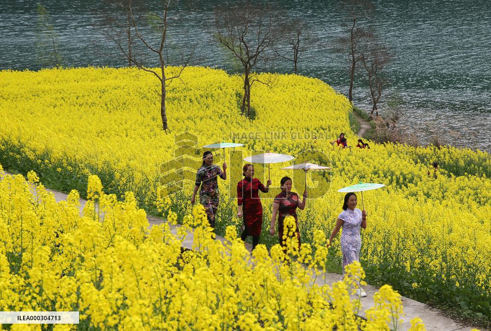 Rape Flowers Blooming Along The Banks of the Apeng River in Chon