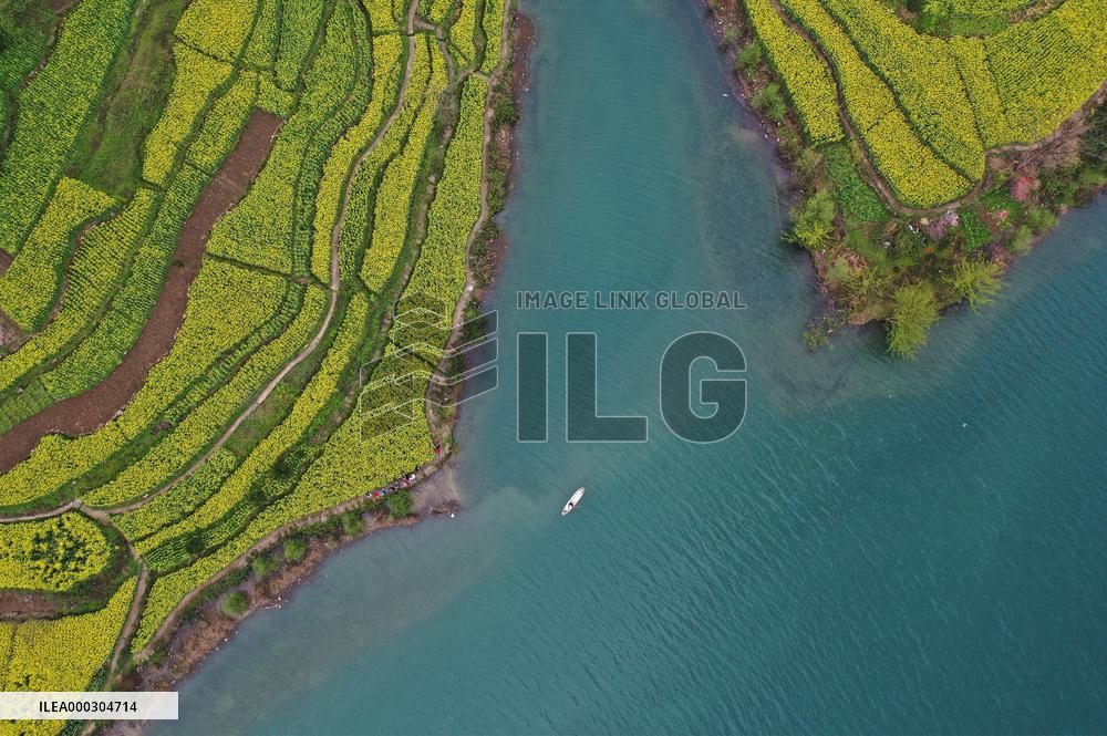 Rape Flowers Blooming Along The Banks of the Apeng River in Chon