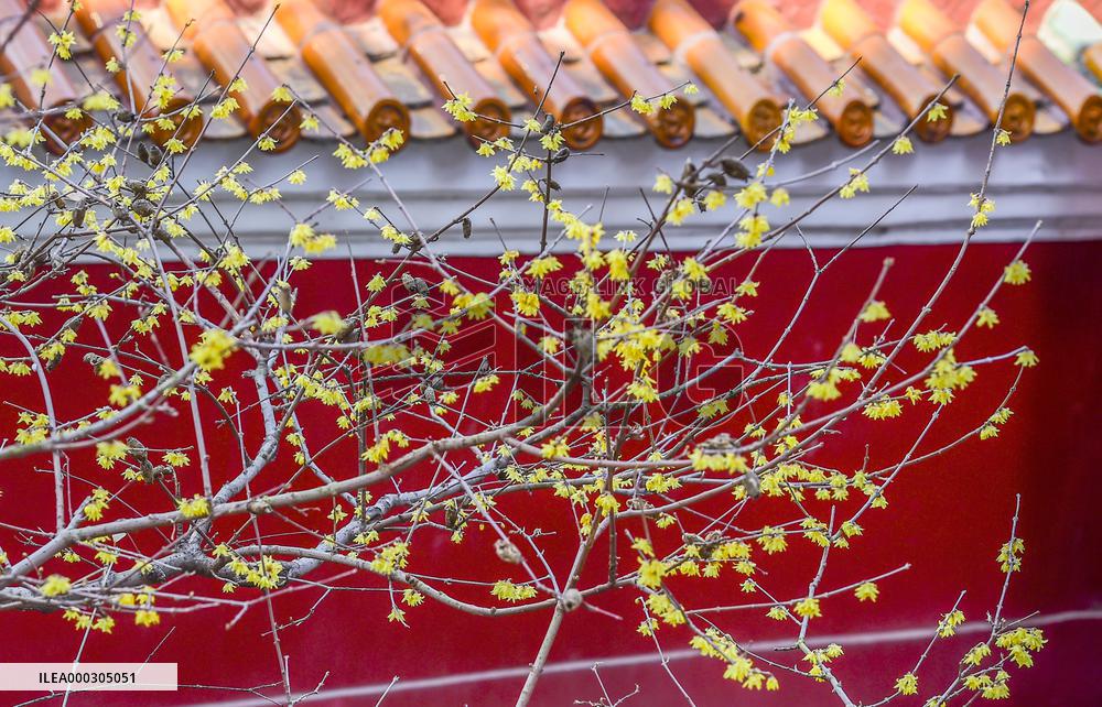 Wintersweet Flower