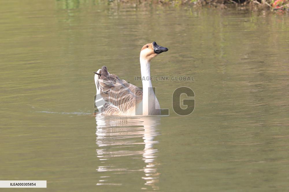 Animals in Chanba National Wetland Park