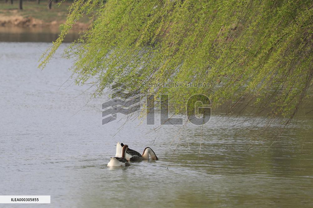 Animals in Chanba National Wetland Park