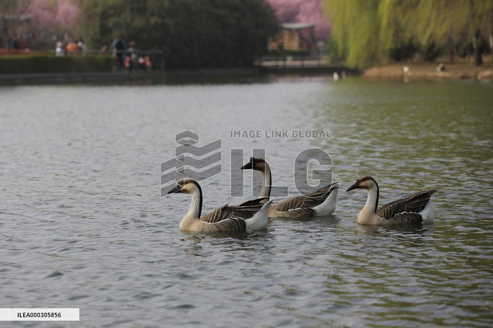 Animals in Chanba National Wetland Park