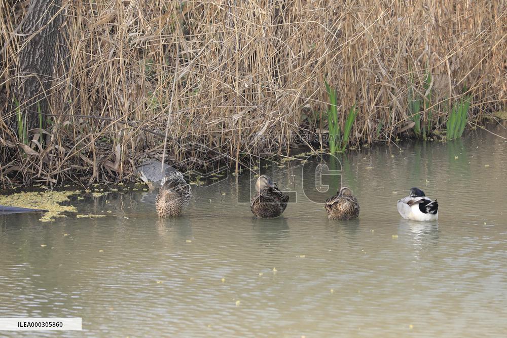 Animals in Chanba National Wetland Park