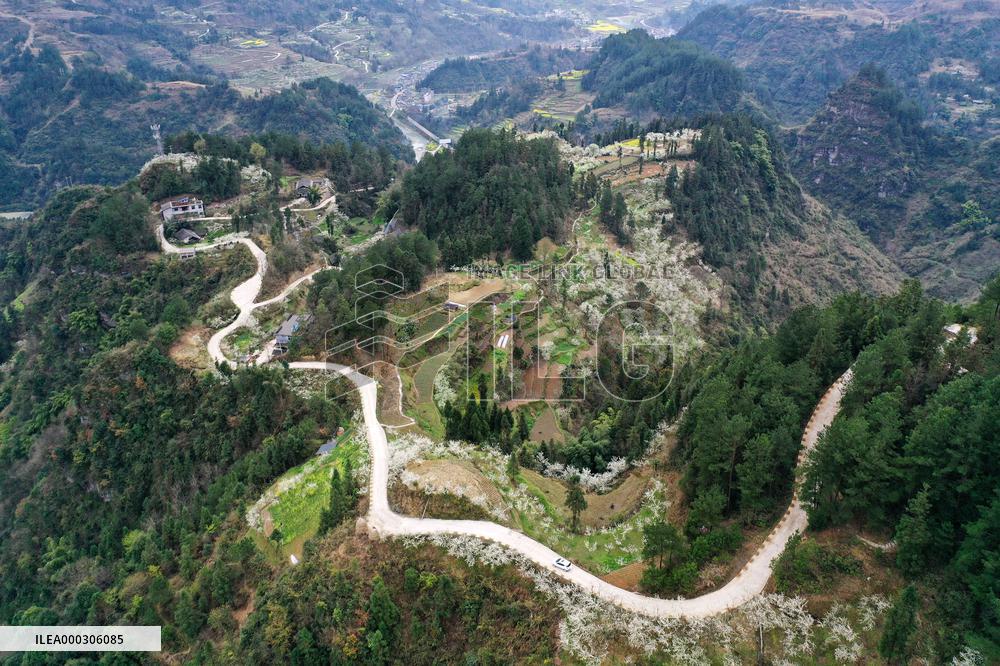 Spring Tour In Chongqing