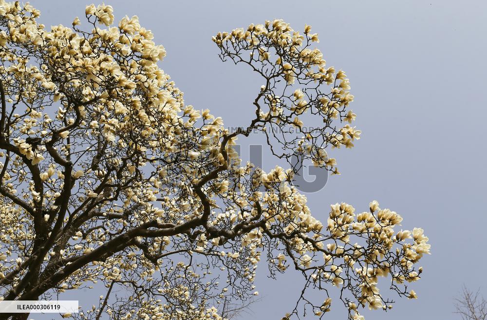 Magnolia in Bloom