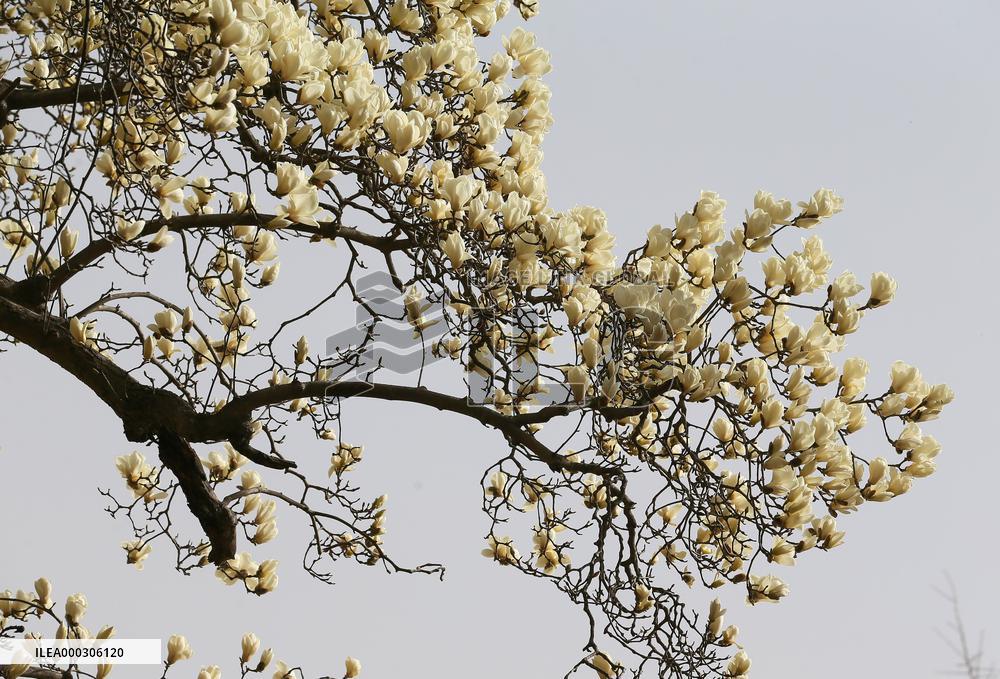 Magnolia in Bloom