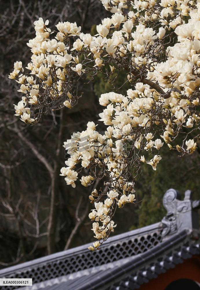 Magnolia in Bloom