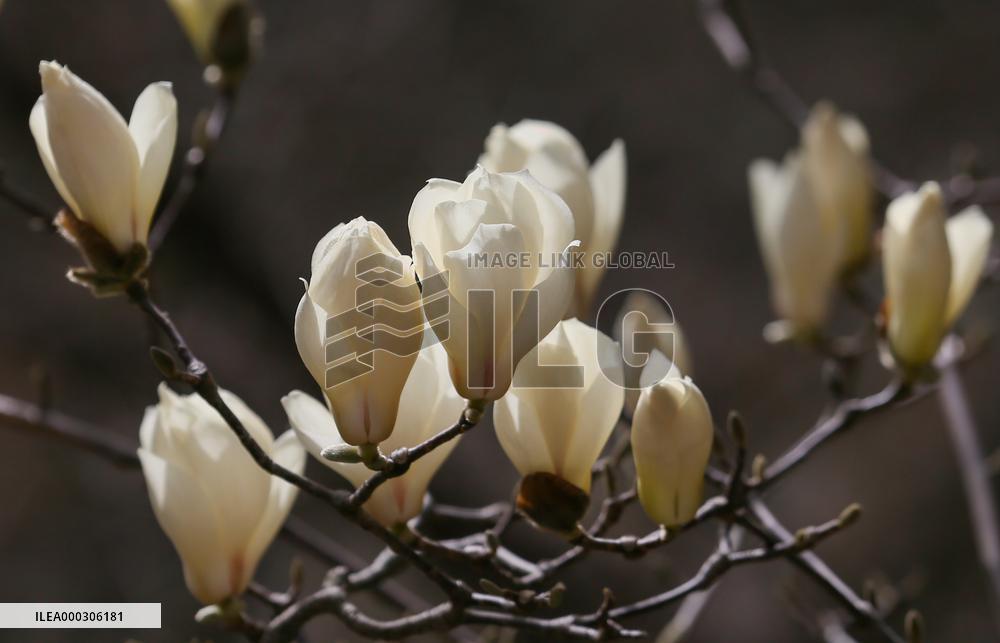 Magnolia in Bloom