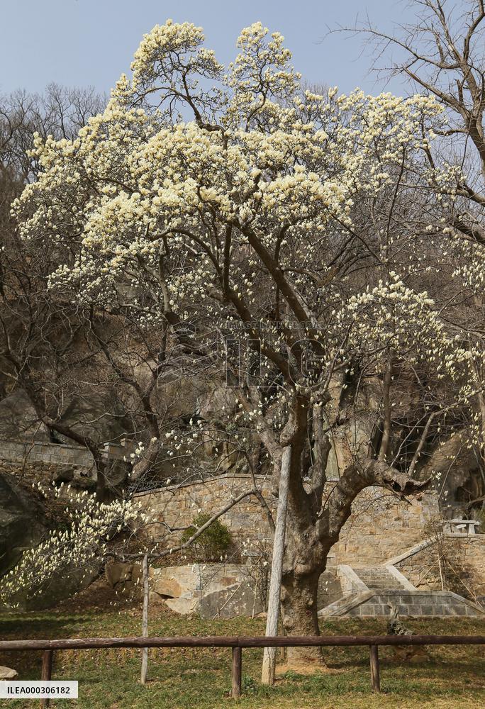 Magnolia in Bloom