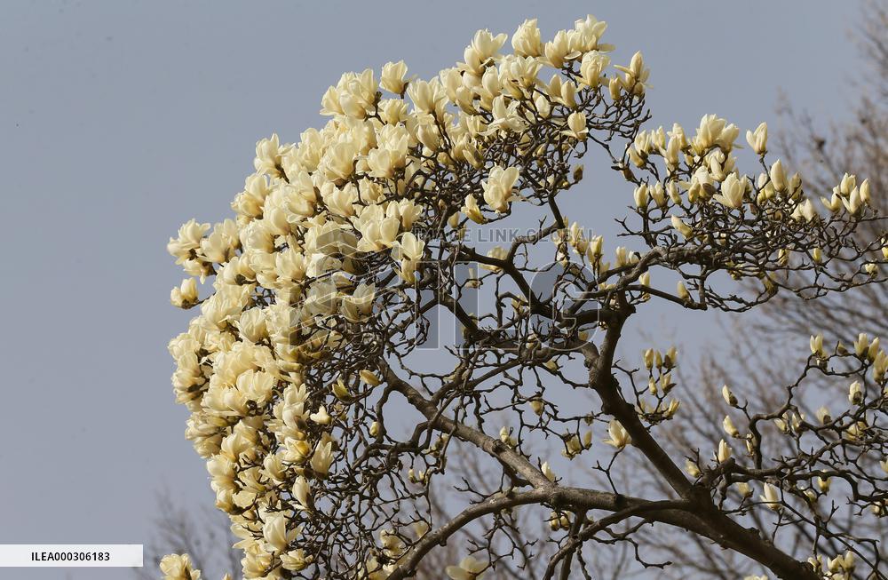 Magnolia in Bloom