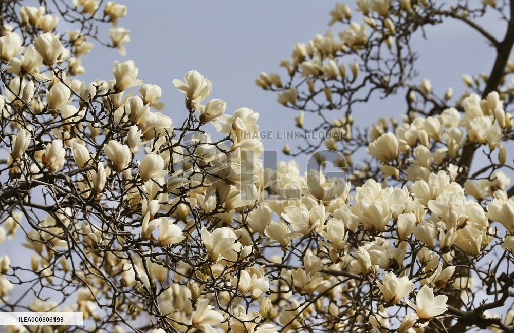Magnolia in Bloom