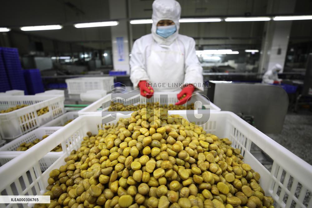 Chinese Chestnut Processing