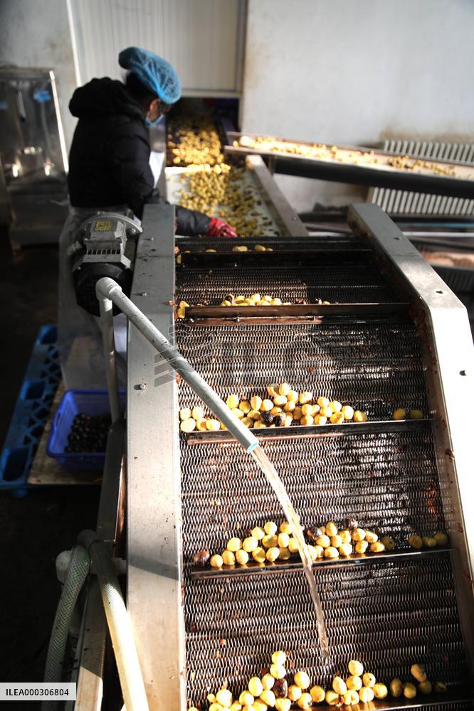 Chinese Chestnut Processing