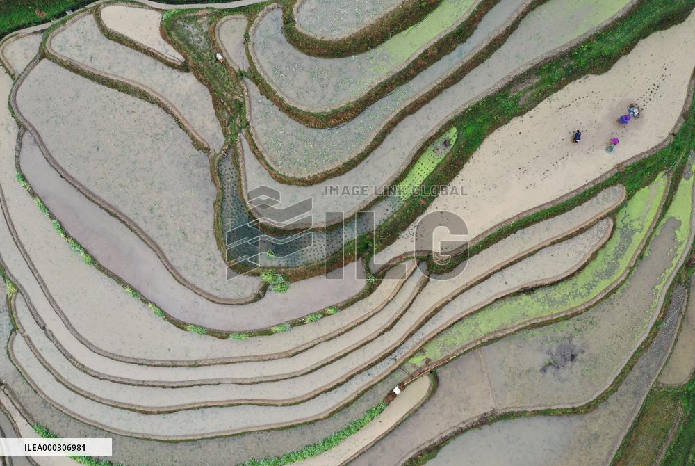 Jiabang Rice Terraces