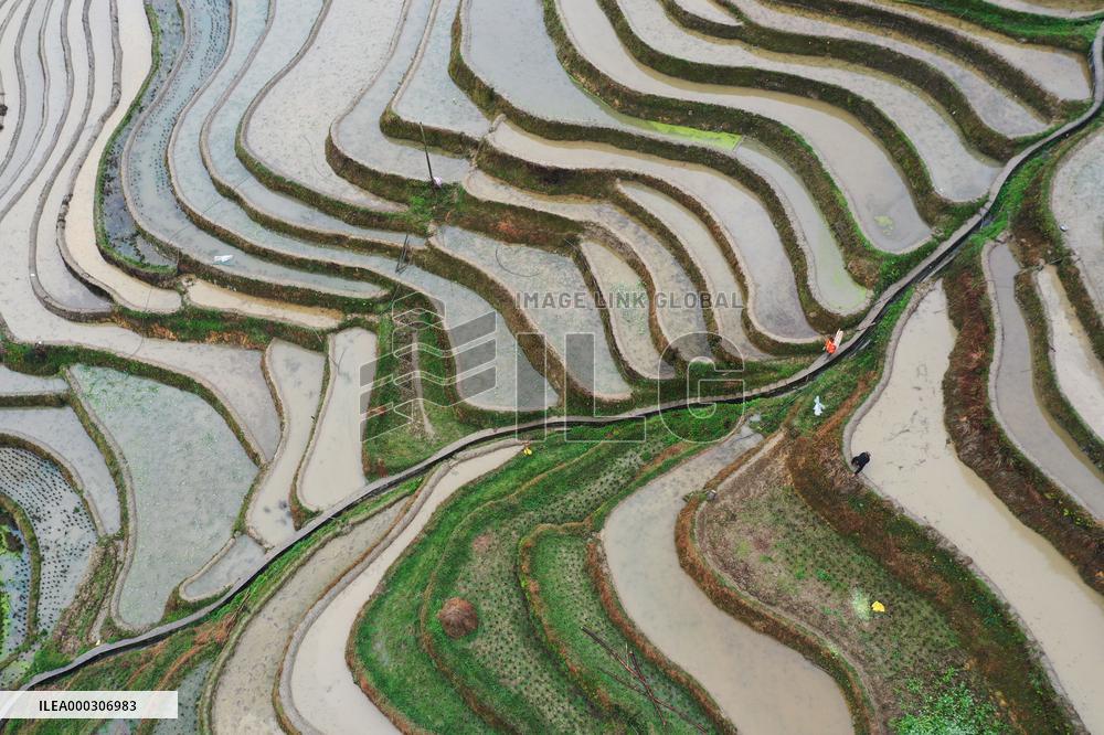 Jiabang Rice Terraces