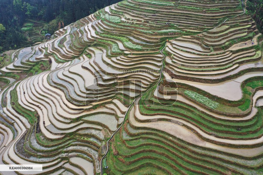 Jiabang Rice Terraces