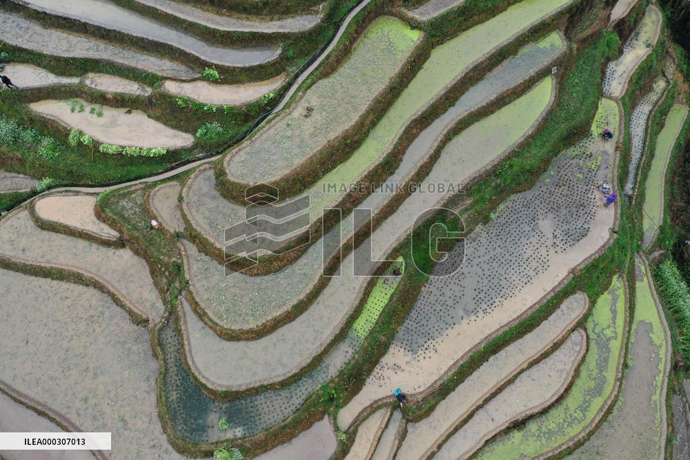 Jiabang Rice Terraces