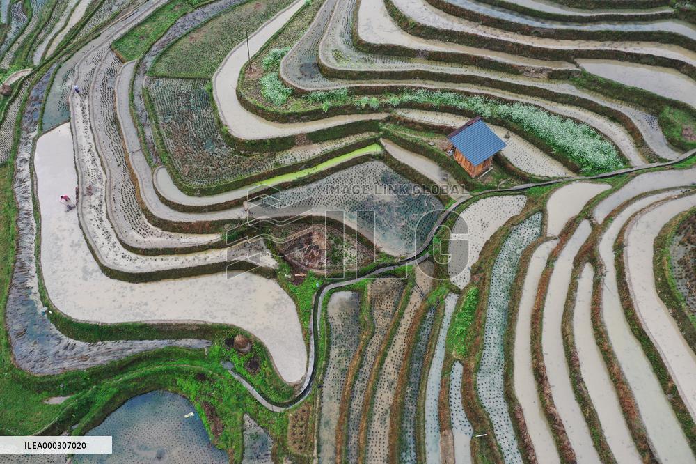 Jiabang Rice Terraces