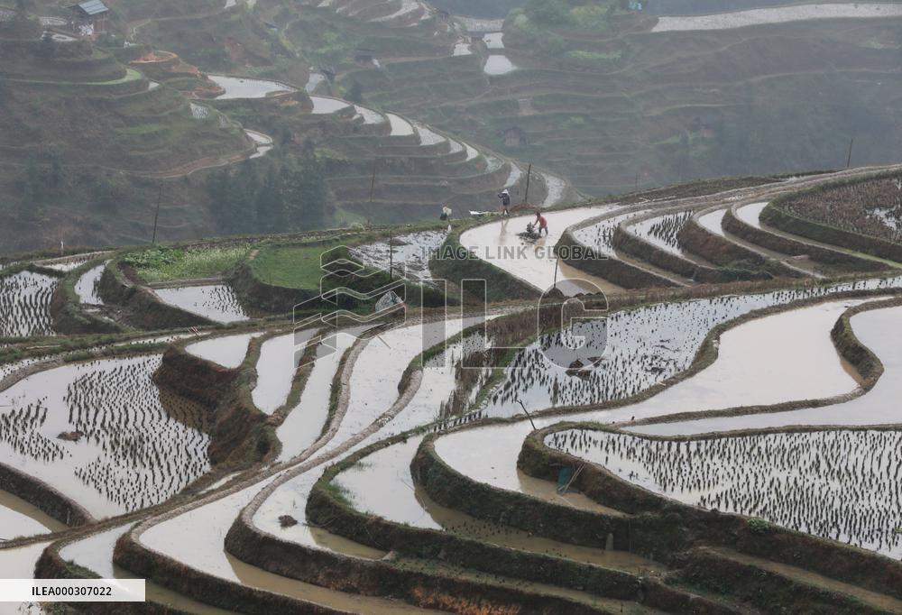 Jiabang Rice Terraces