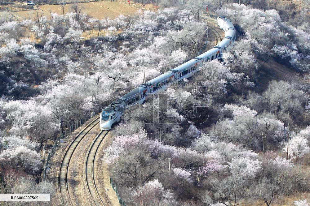 The Train To Spring