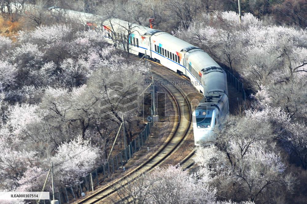 The Train To Spring