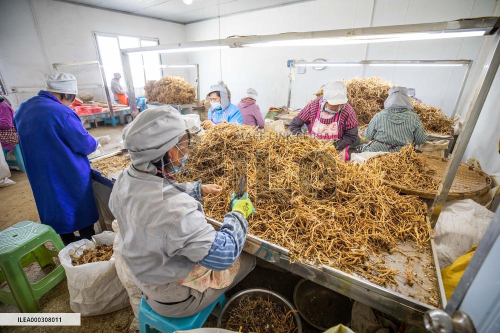 Traditional Chinese Medicine