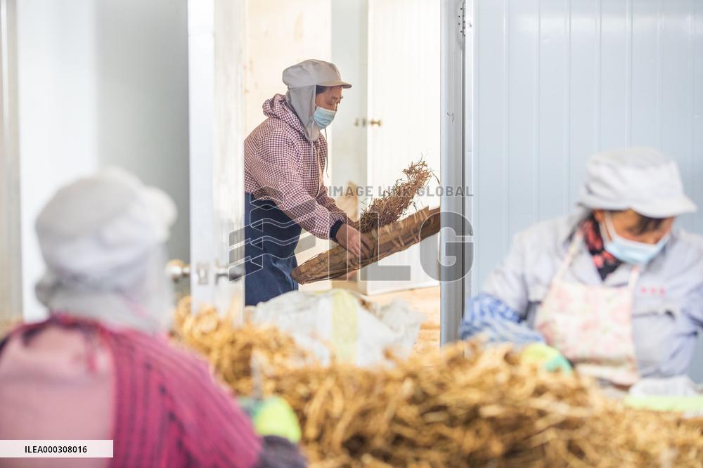 Traditional Chinese Medicine